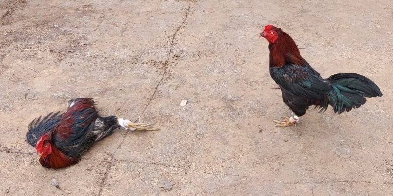 Giao diện cá cược đá gà đòn tại S666 minh bạch và dễ theo dõi