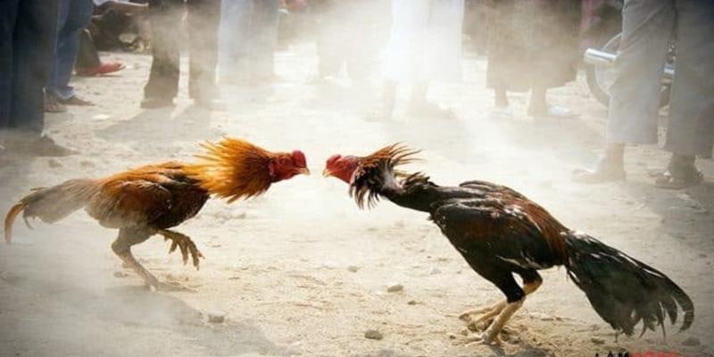 Hướng dẫn theo dõi đá gà S666 rõ ràng và dễ hiểu