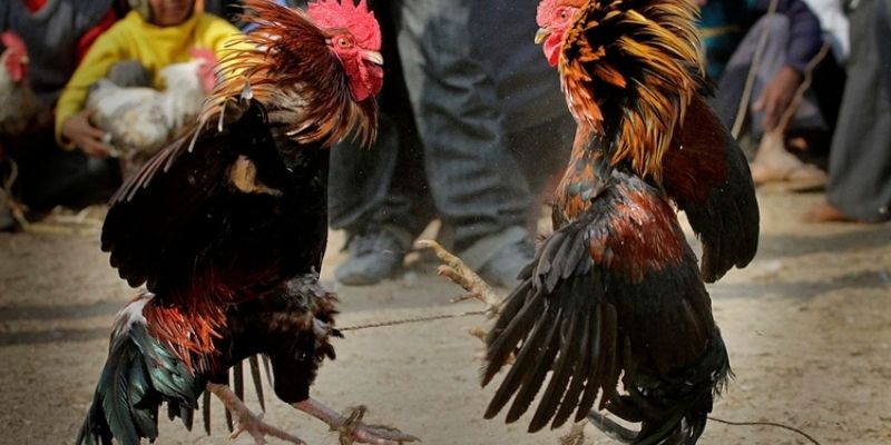 Giao diện cá cược đá gà tre tại S666 minh bạch và dễ theo dõi